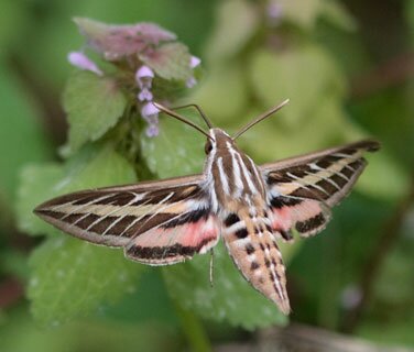 Sphinx Moth
